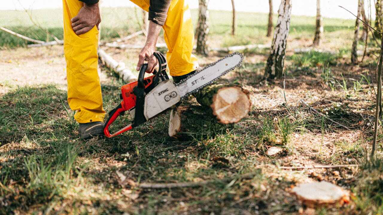 Best Large Tree Removal  in Spring Grove, MN